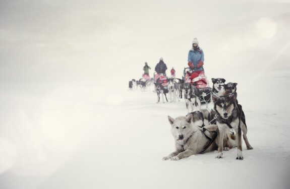 Lars Schneider Norwegen Hundeschlitten NOR_14175