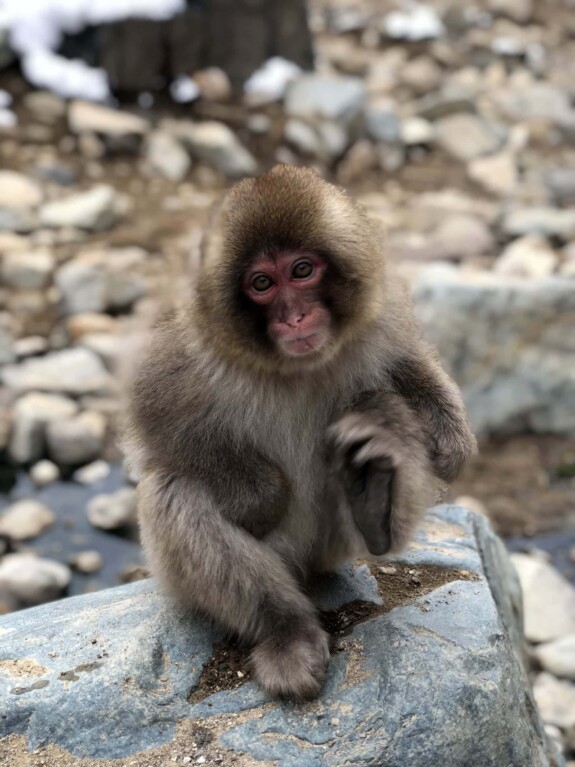 Freeride Japan Snow Monkeys 1