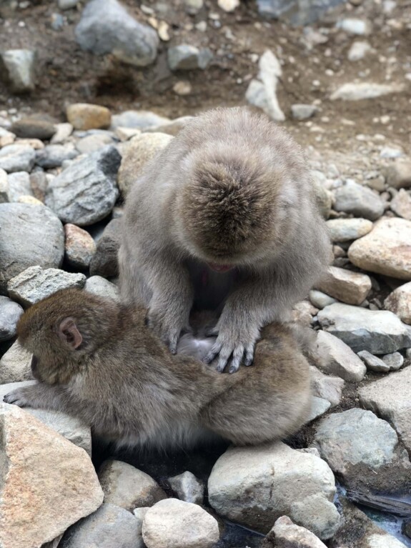Freeride Japan Snow Monkeys 2