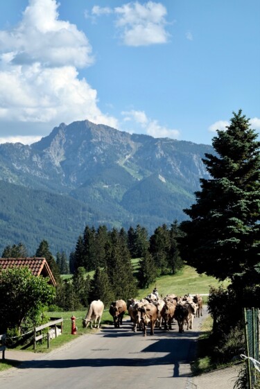 Outville_Family Bikepacking_Staffelsee_Forggensee_Allgäuer Kühe-2