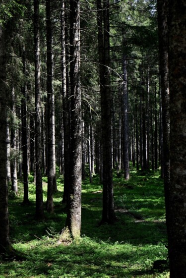 Outville_Family Bikepacking_Staffelsee_Forggensee_dunkler Wald