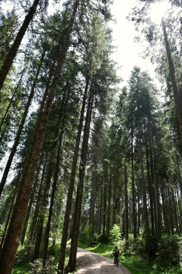 Outville_Family Bikepacking_Staffelsee_Forggensee_im Märchenwald