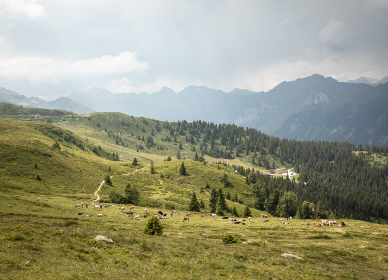 Outville Rennrad Special 32