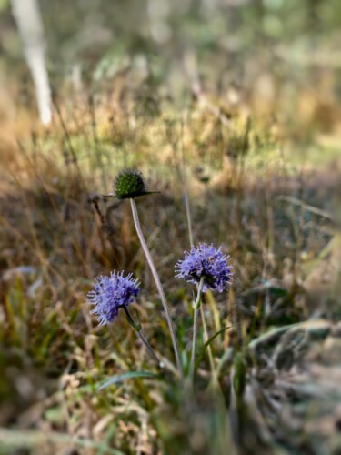 outville_herbstwanderungen hoher kranzberg-014