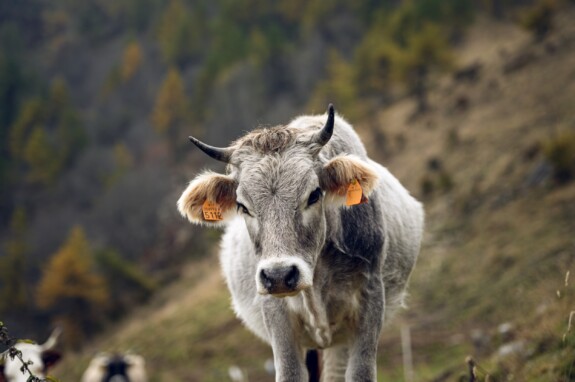 outville_mtb valle maira-043