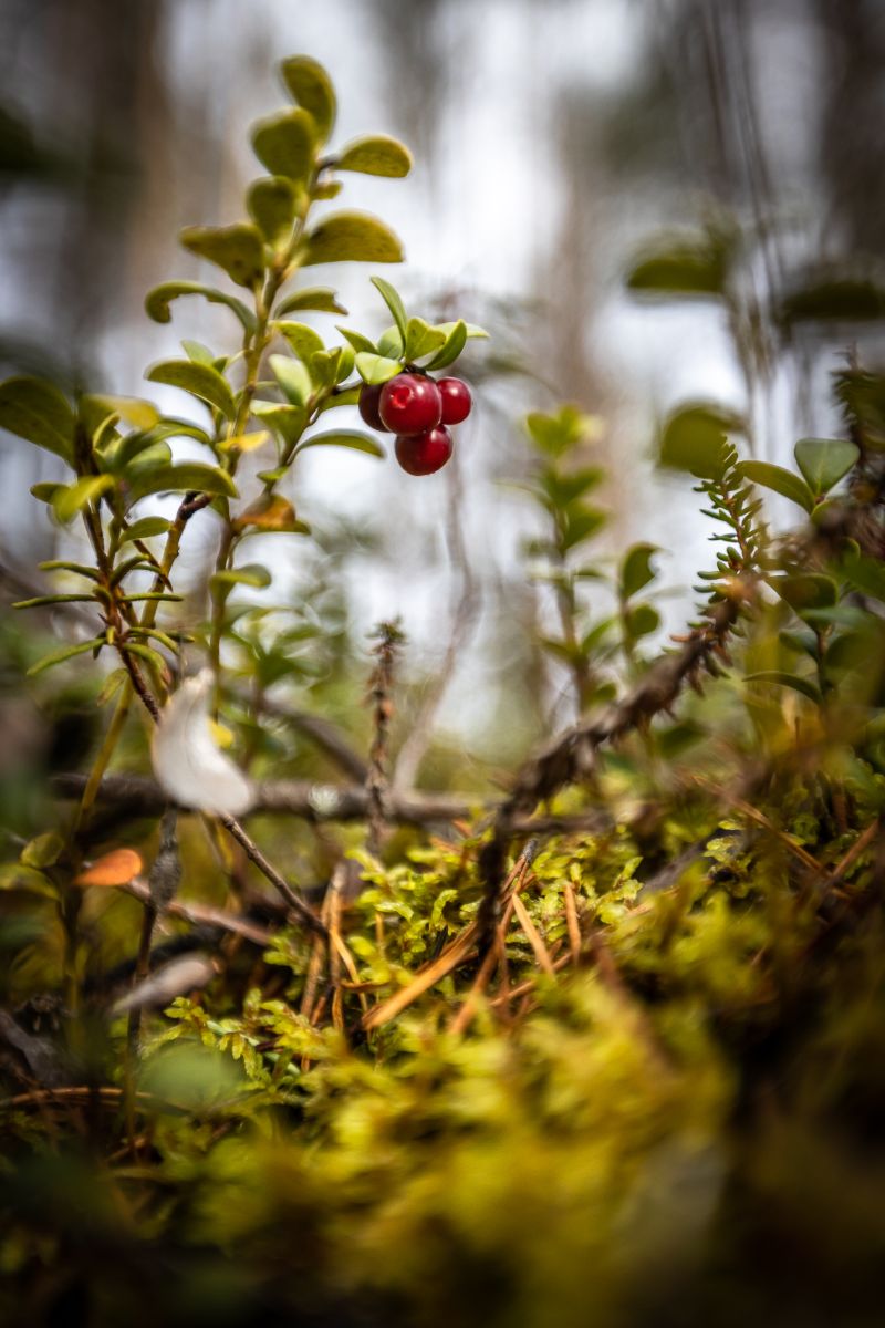 Finnland-35