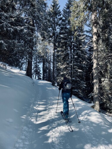 Im letzten Waldstück vor dem Kreuzeck