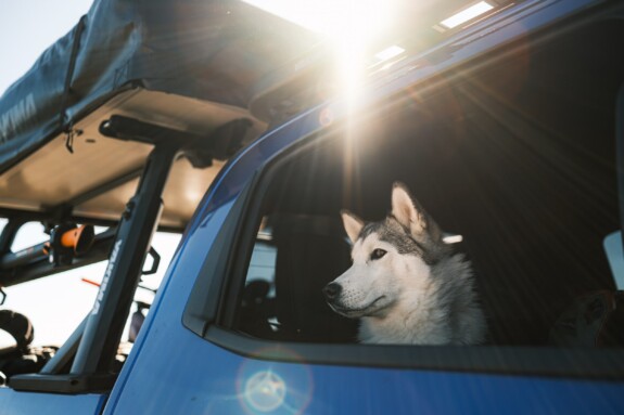 _013_Da_macht_selbst_Husky_Ronja_große_Augen_Maxi_Dickerhoff_15