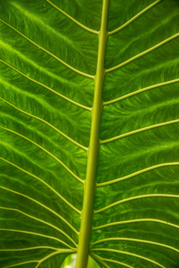 02_Sao-Tomé-Surf-2-15-JPG-4