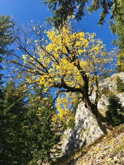 Outville Herbstwandern Breitenstein 25