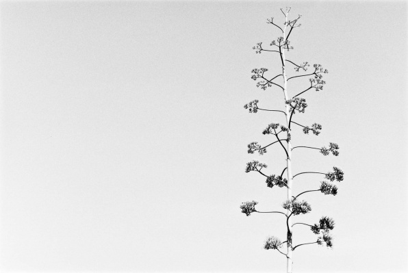 La Palma Mountainbike 35