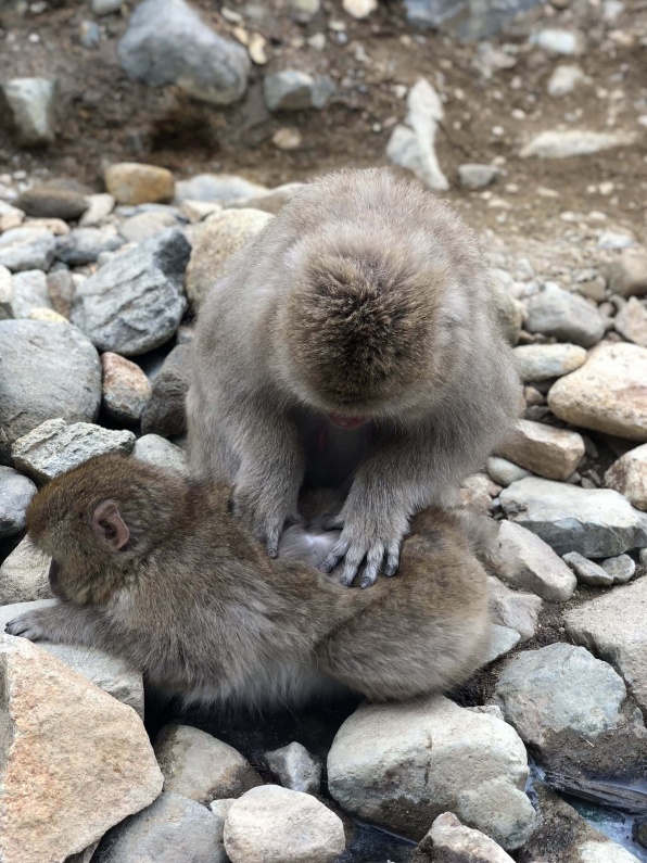 Freeride Japan Snow Monkeys 2