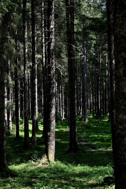 Outville_Family Bikepacking_Staffelsee_Forggensee_dunkler Wald