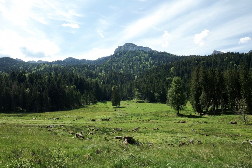 Outville_Family Bikepacking_Staffelsee_Forggensee_Happy Cows