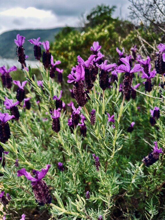 outville_elba mtb-62